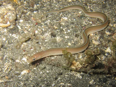 Gymnothorax phasmatodes - Batanta, Indonesia