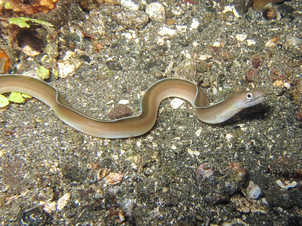 Gymnothorax phasmatodes - Batanta, Indonesia