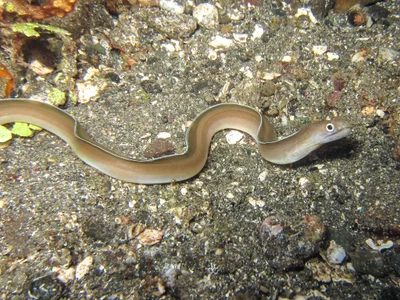 Gymnothorax phasmatodes - Batanta, Indonesia