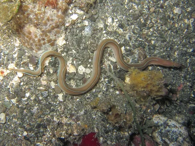 Gymnothorax phasmatodes - Batanta, Indonesia