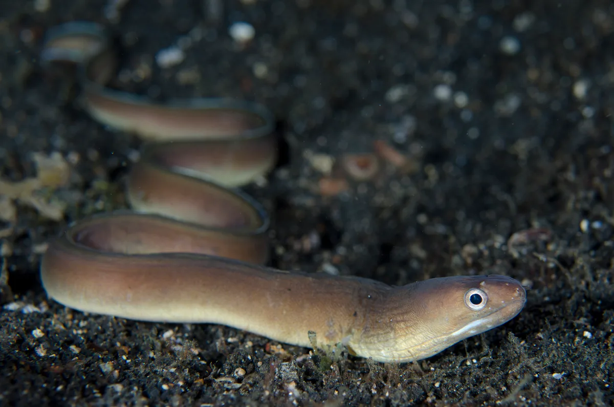 Gymnothorax phasmatodes - TK1, Lembeh Strait, Indonesia