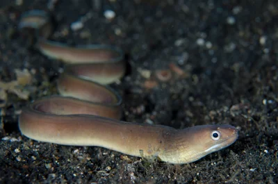 Gymnothorax phasmatodes - TK1, Lembeh Strait, Indonesia