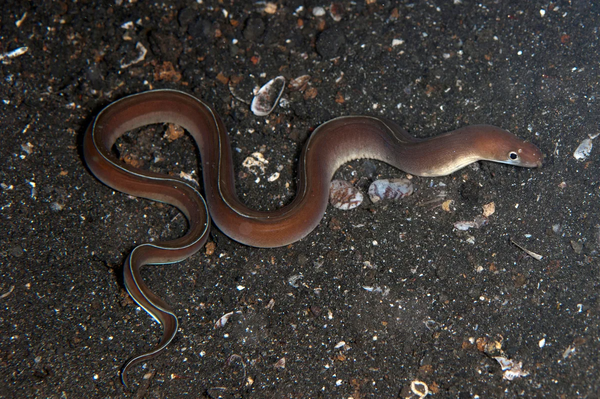 Gymnothorax phasmatodes - TK1, Lembeh Strait, Indonesia