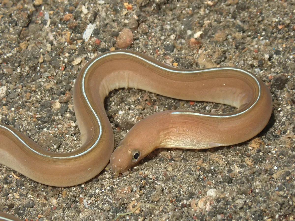 Gymnothorax phasmatodes - North Sulawesi, ID