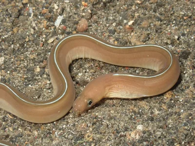 Gymnothorax phasmatodes - North Sulawesi, ID