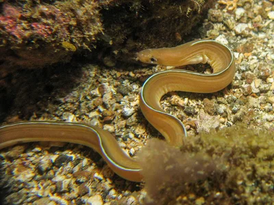 Gymnothorax phasmatodes - Lembeh Strait, North Sulawesi, Indonesia