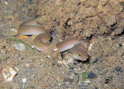 Gymnothorax phasmatodes - Dzaoudzi, YT