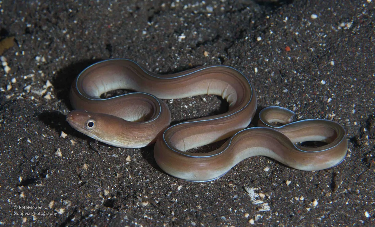 Gymnothorax phasmatodes - Les, Tejakula, Buleleng Regency, Bali, Indonesia