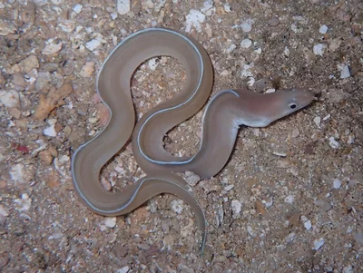 Gymnothorax phasmatodes - Nosy Be, Madagascar