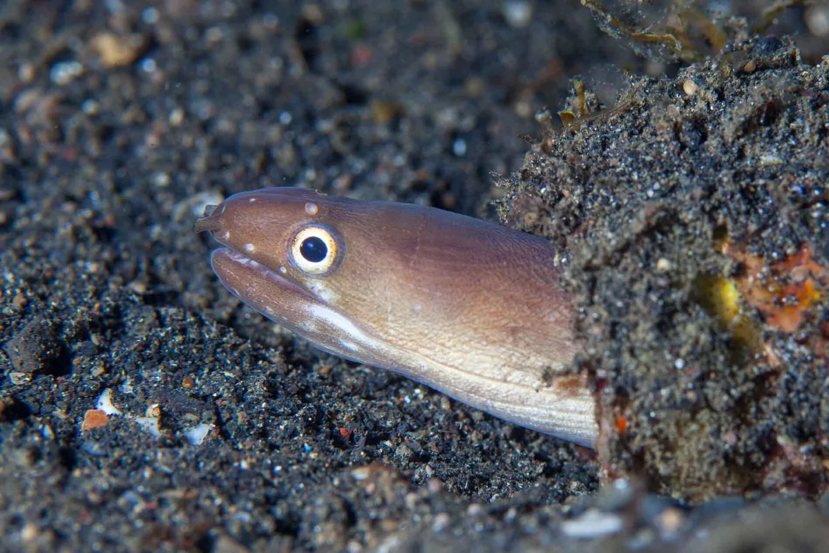 Gymnothorax phasmatodes - Bitung, Sulawesi du Nord, Indonésie
