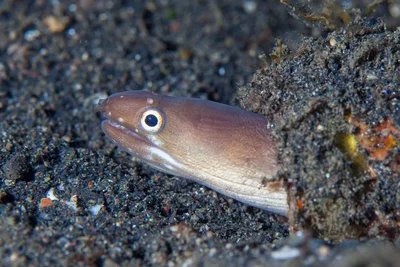 Gymnothorax phasmatodes - Bitung, Sulawesi du Nord, Indonésie