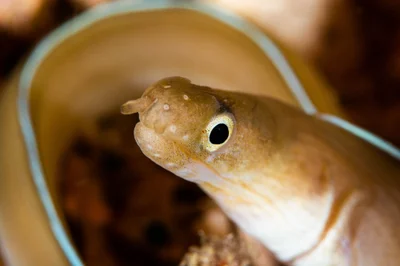 Gymnothorax phasmatodes - Indonesia