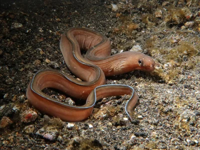 Gymnothorax phasmatodes - Lembeh Strait, Indonesien