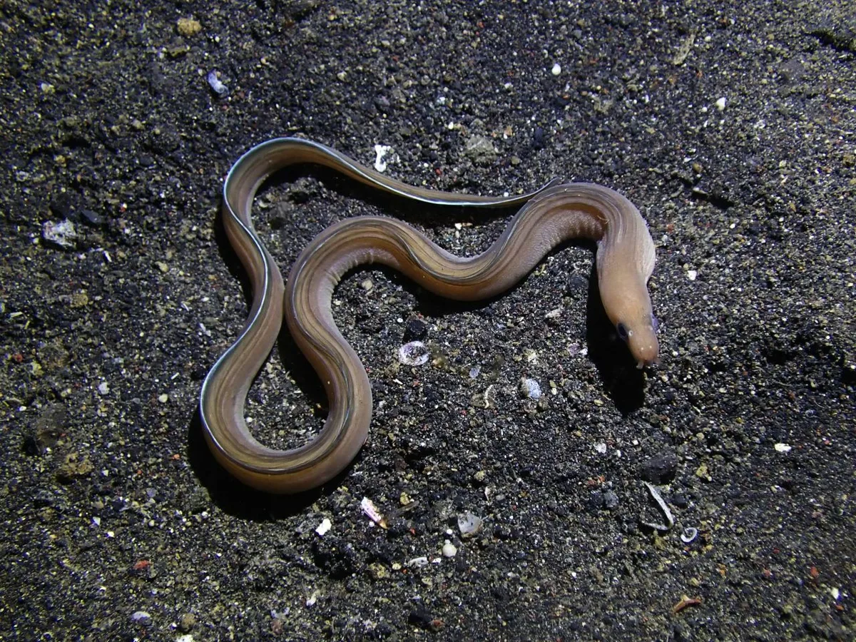 Gymnothorax phasmatodes - Bitung, ID-SW, ID