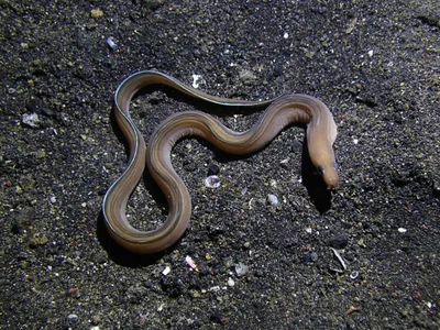 Gymnothorax phasmatodes - Bitung, ID-SW, ID