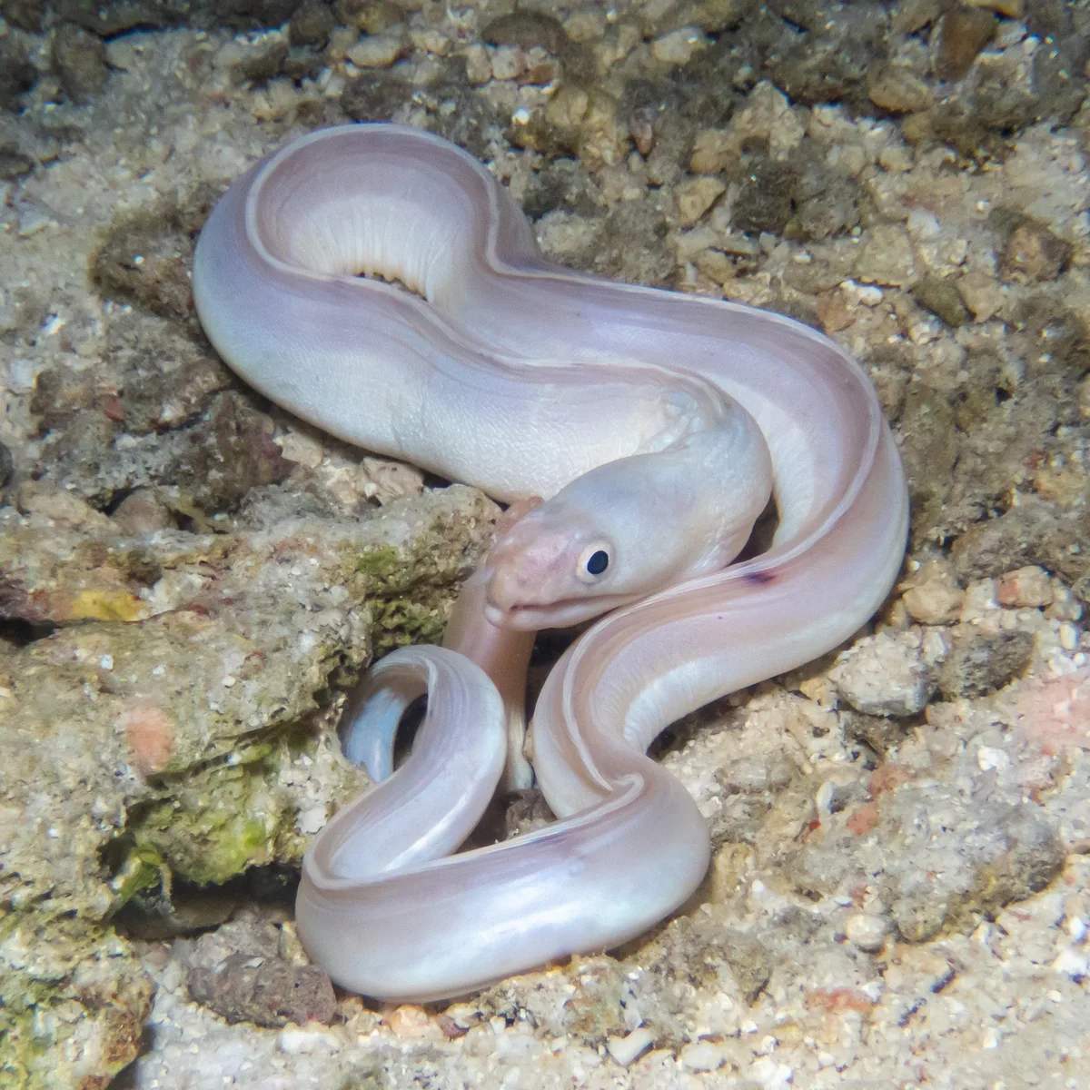 Gymnothorax phasmatodes - Pattaya Beach, Ko Lipe, Satun, Thailand