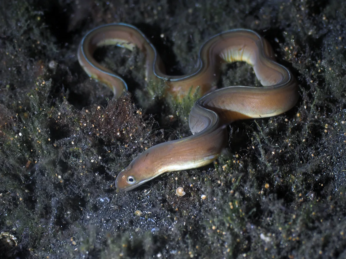 Gymnothorax phasmatodes - Bitung, ID-SW, ID