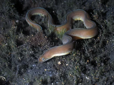 Gymnothorax phasmatodes - Bitung, ID-SW, ID