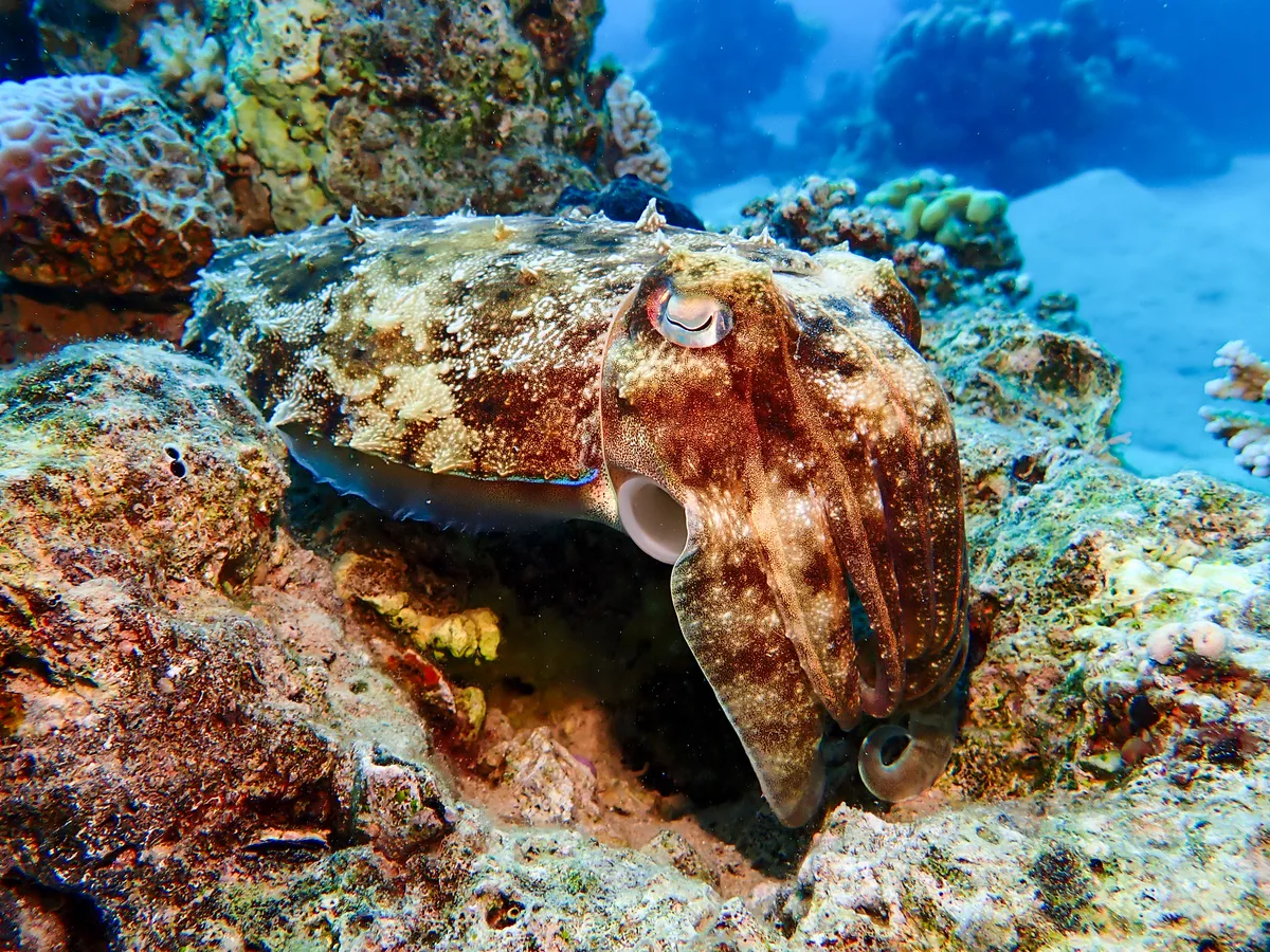 Pharaoh Cuttlefish