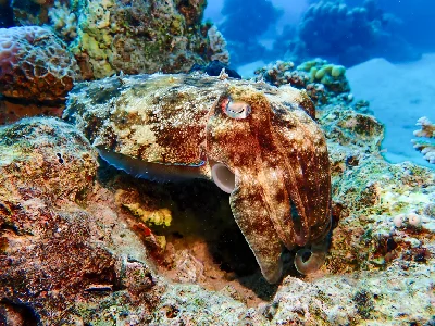 Pharaoh Cuttlefish