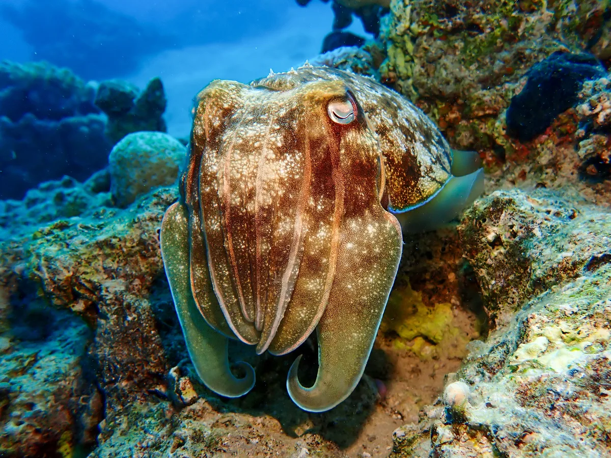 Pharaoh Cuttlefish