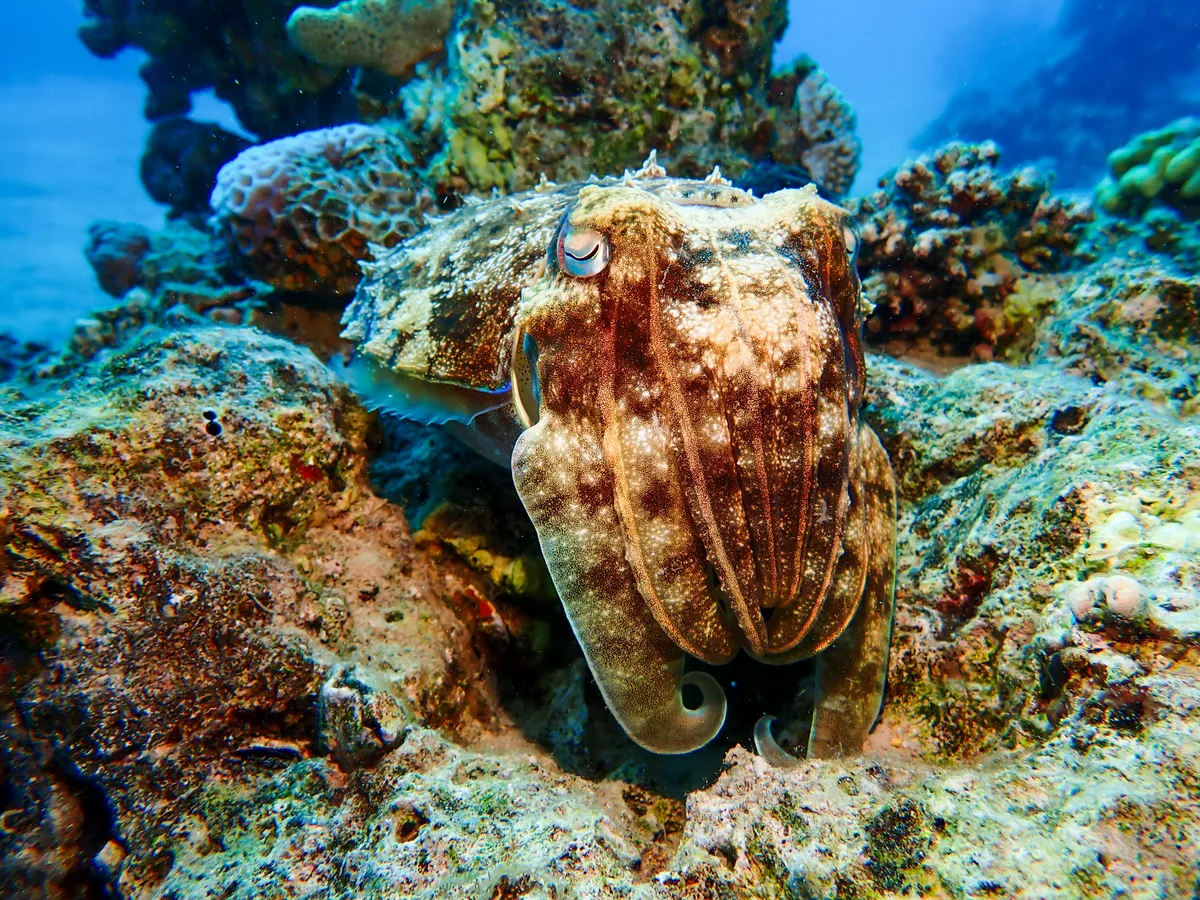 Pharaoh Cuttlefish