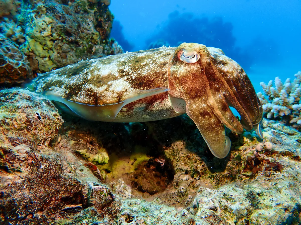 Pharaoh Cuttlefish