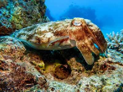 Pharaoh Cuttlefish