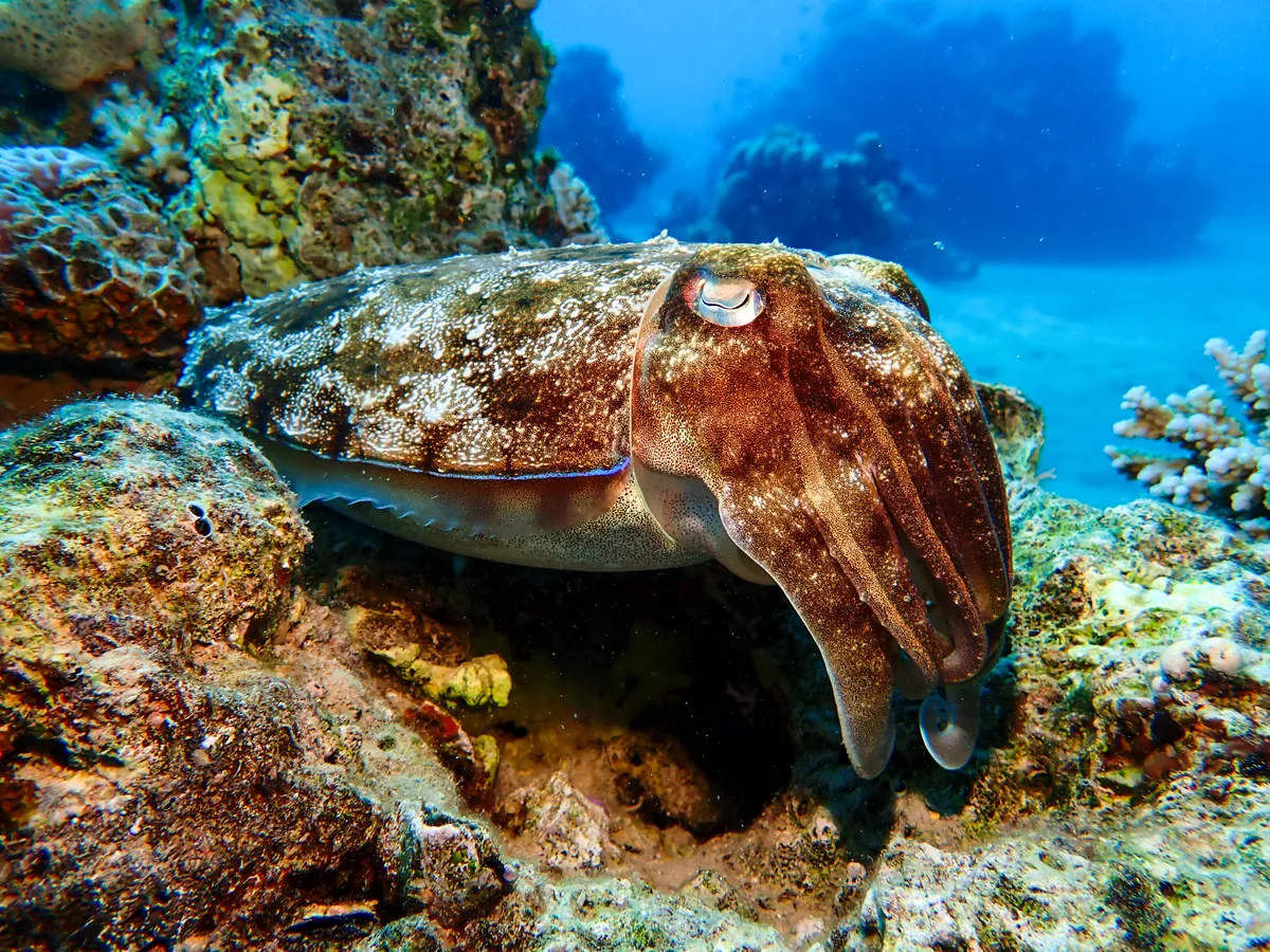 Pharaoh Cuttlefish
