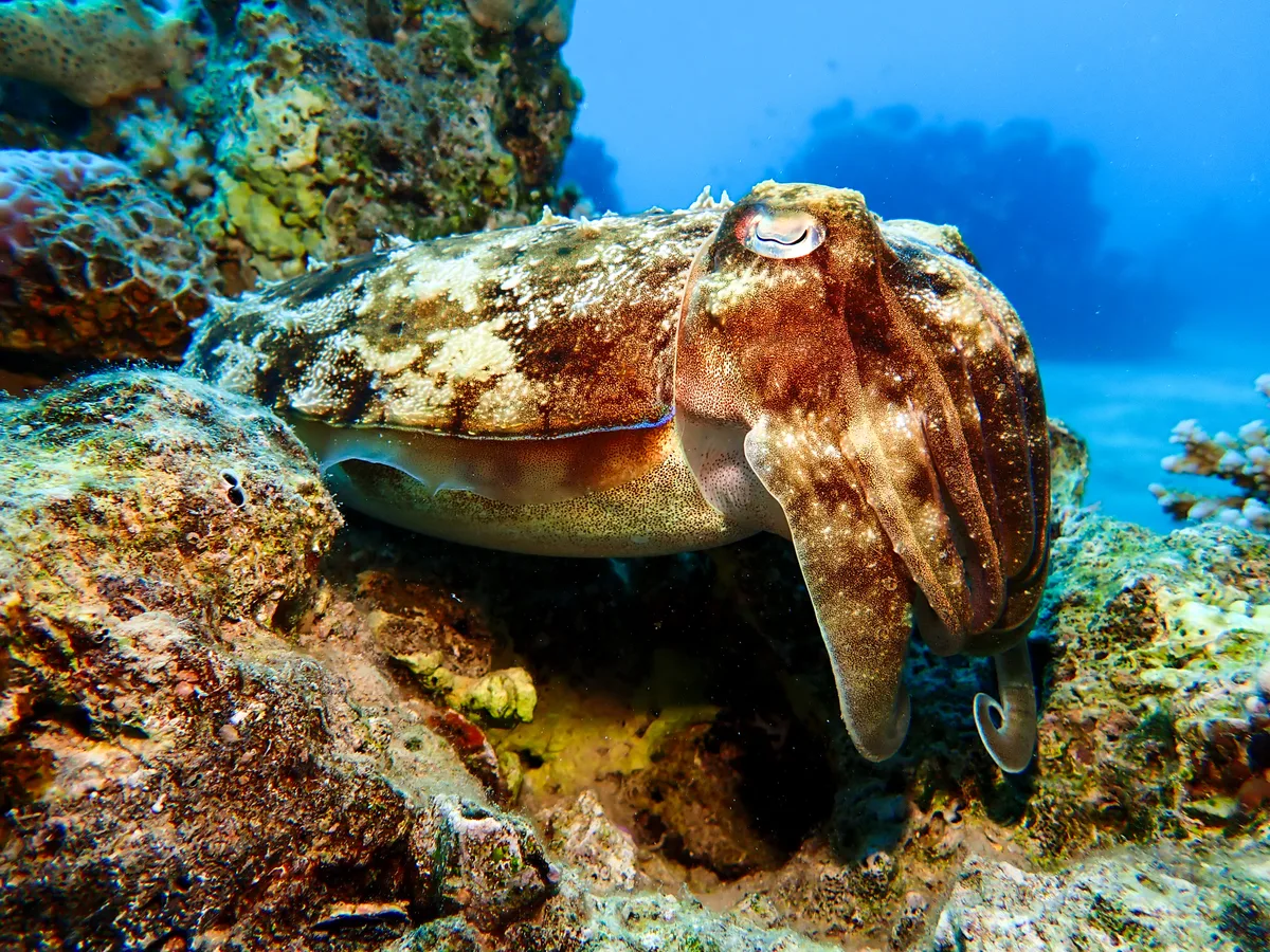 Pharaoh Cuttlefish