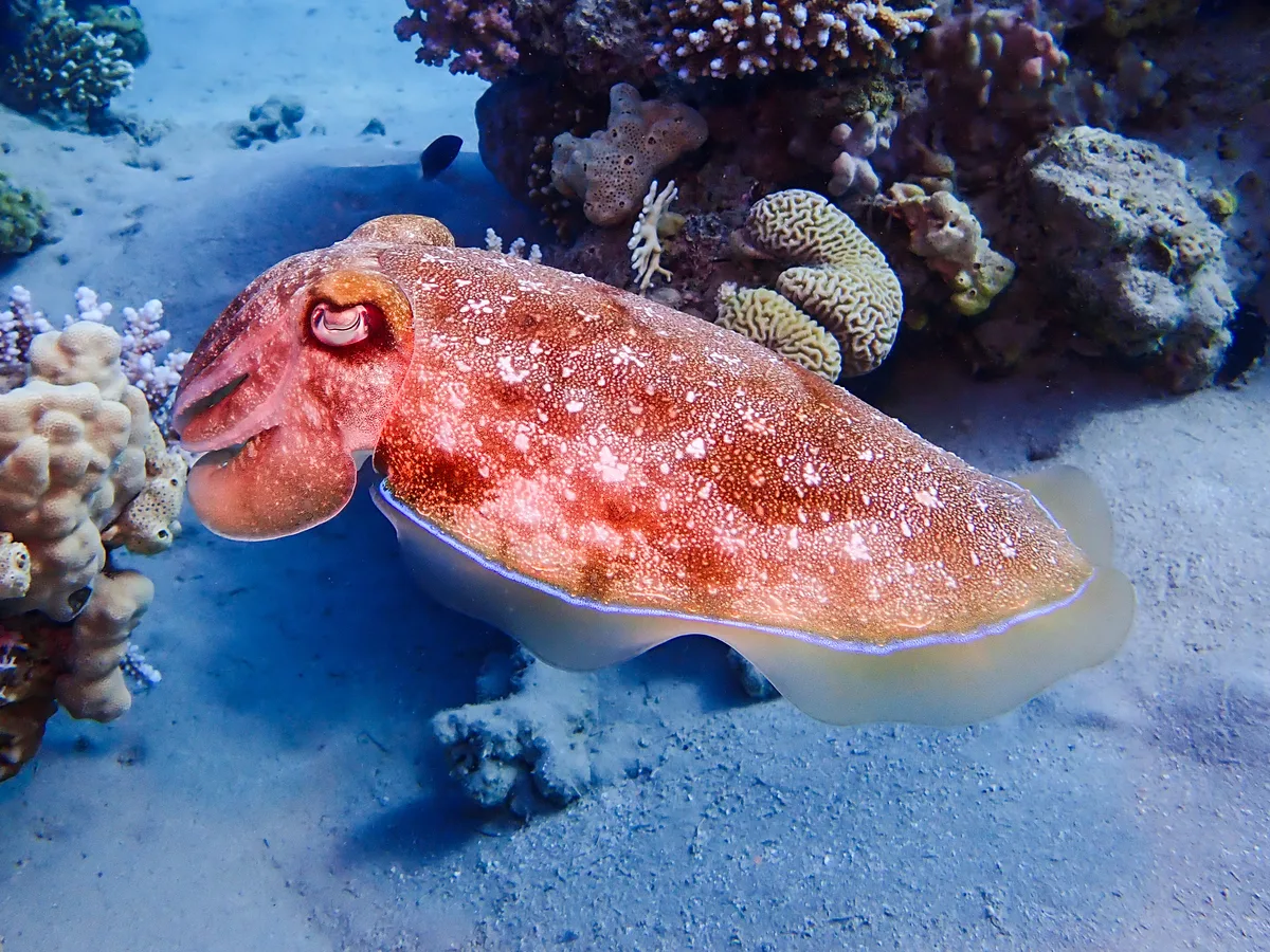 Pharaoh Cuttlefish