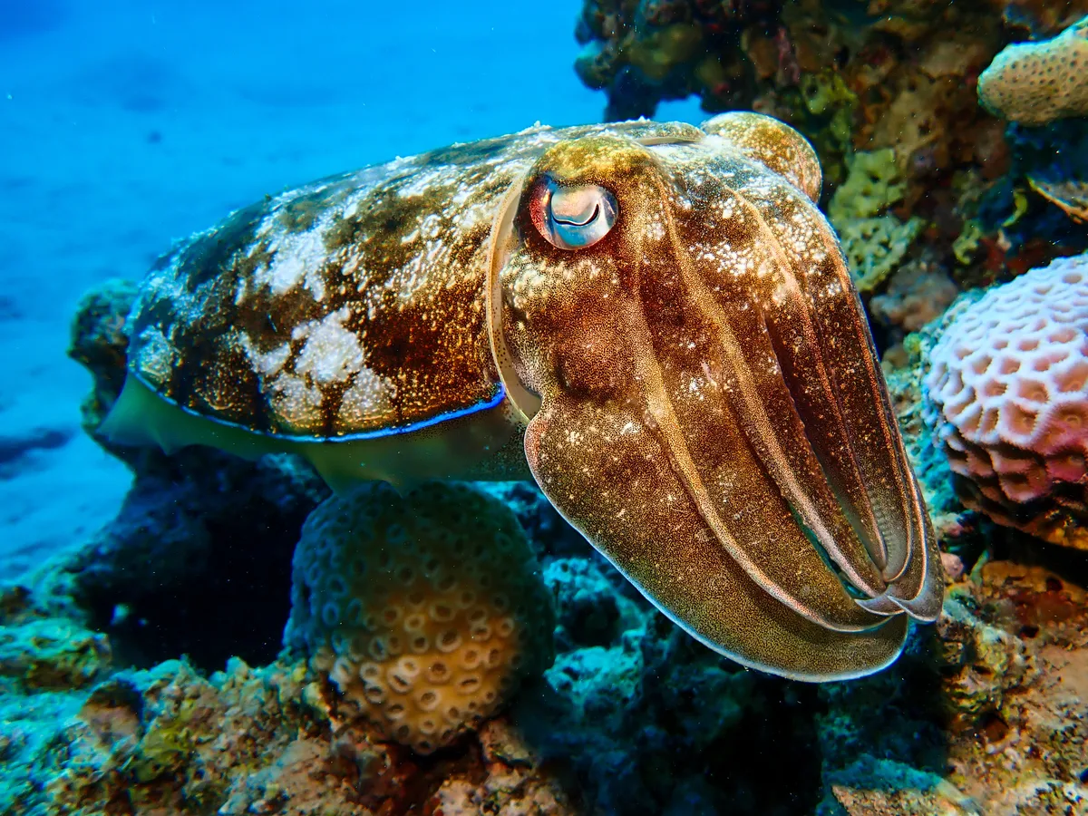 Pharaoh Cuttlefish