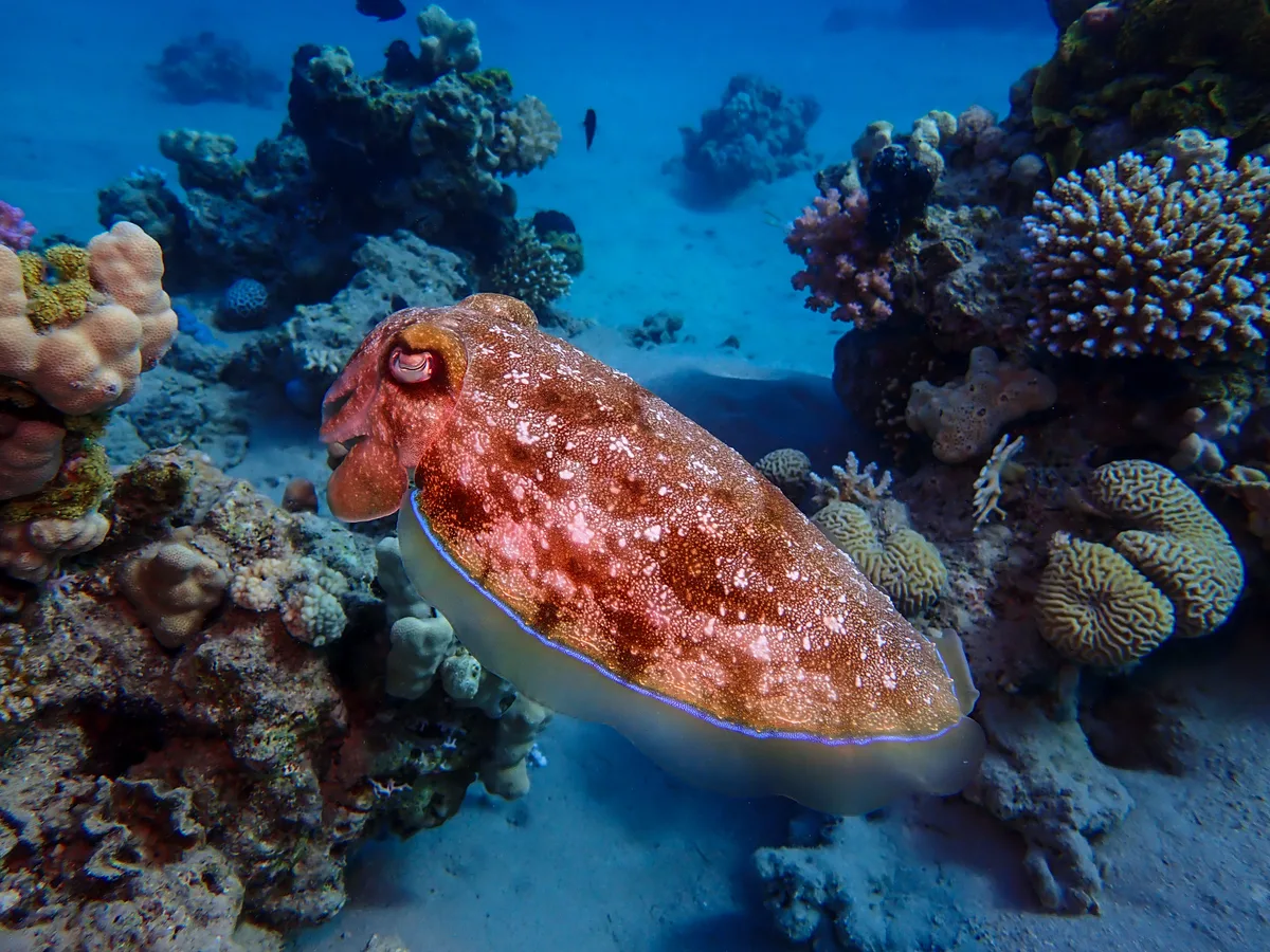Pharaoh Cuttlefish