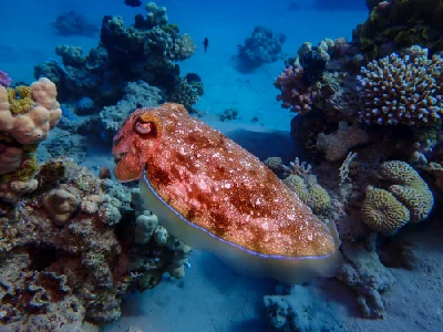 Pharaoh Cuttlefish