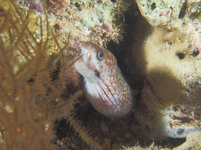Pharaoh's Moray