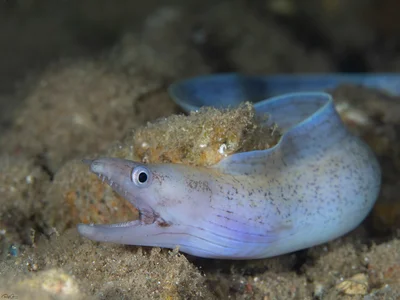 Pharaoh's Moray - Gymnothorax pharaonis