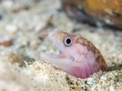 Pharaoh's Moray - Gymnothorax pharaonis