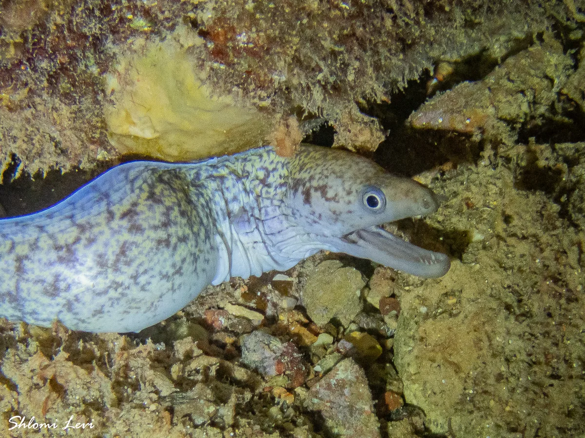 Gymnothorax pharaonis - המסעדה אתר צלילה