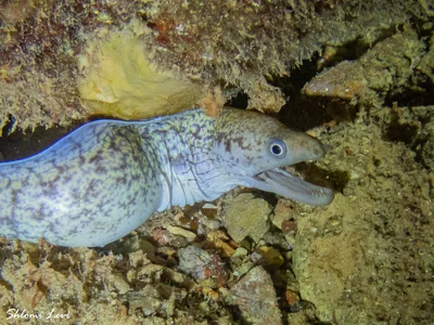 Gymnothorax pharaonis - המסעדה אתר צלילה