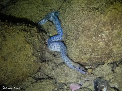 Gymnothorax pharaonis - המסעדה אתר צלילה