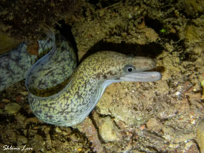 Gymnothorax pharaonis - המסעדה אתר צלילה