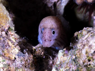 Gymnothorax pharaonis - Eilat, Israel
