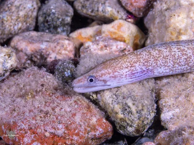 Gymnothorax pharaonis - Eilat, Israel