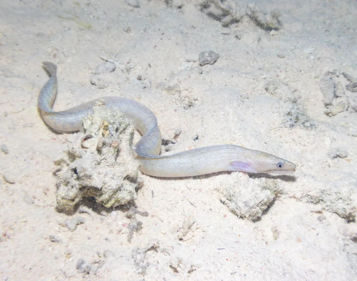 Gymnothorax pharaonis - Egypt