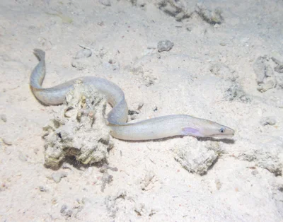 Gymnothorax pharaonis - Egypt