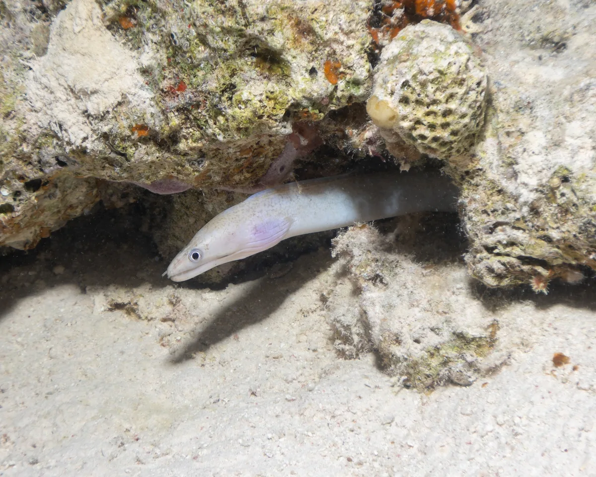 Gymnothorax pharaonis - Egypt