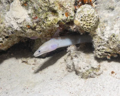 Gymnothorax pharaonis - Egypt