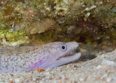 Gymnothorax pharaonis - אילת, ישראל
