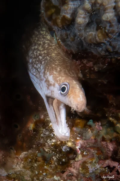 Gymnothorax pharaonis - Marsa Alam, Red Sea Governorate, Ägypten