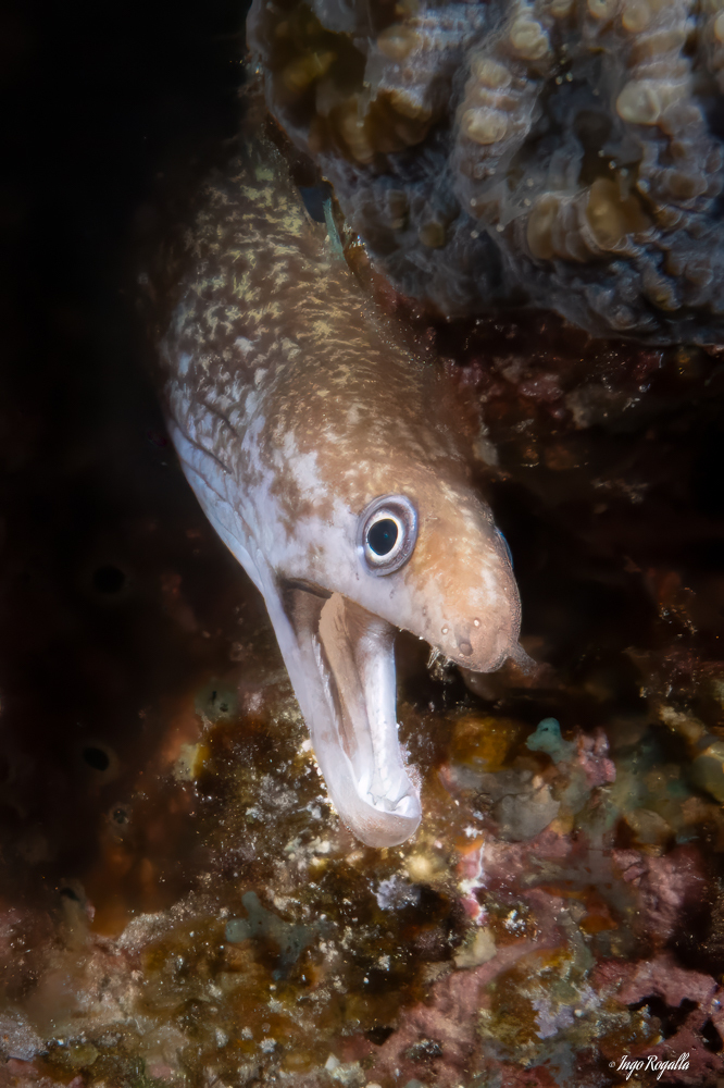 Gymnothorax pharaonis - Marsa Alam, Red Sea Governorate, Ägypten